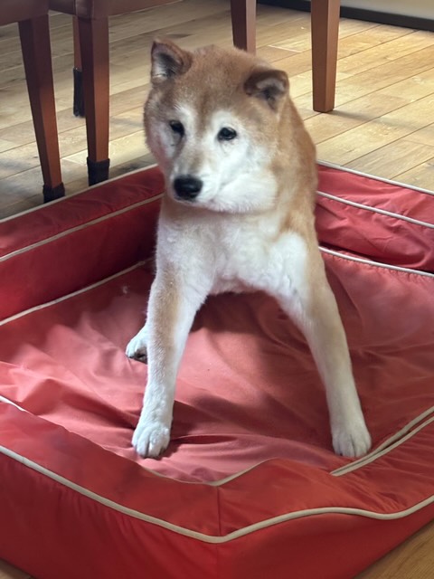 16歳のお誕生日を迎えた柴犬丸豪君