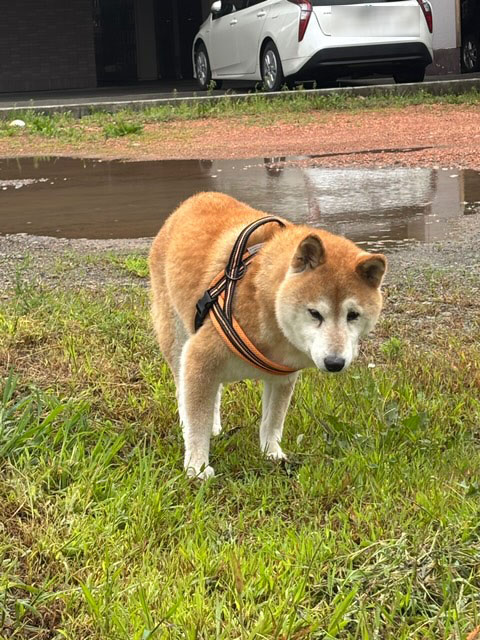 16歳のお誕生日を迎えた柴犬丸豪君