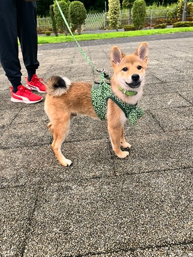 柴犬ぶん太くん3か月