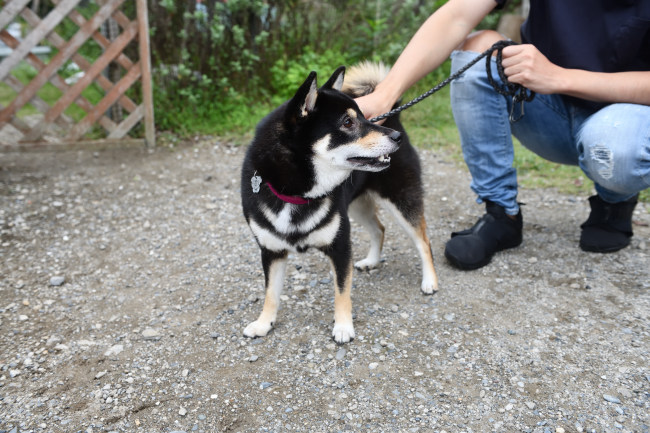 黒柴ウニちゃん2歳