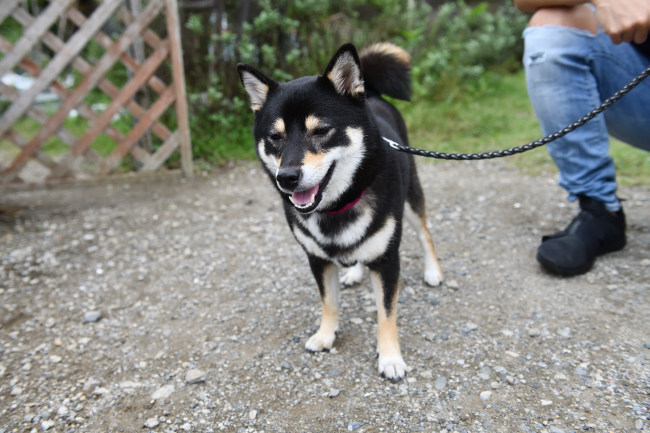 黒柴ウニちゃん2歳