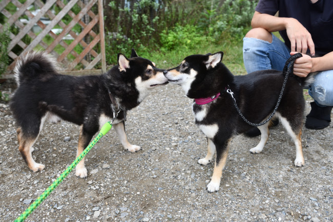 お父さんの黒柴二郎君とウニちゃん