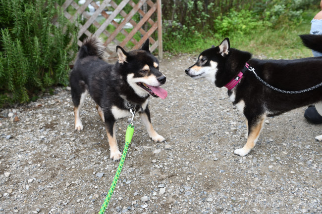 お父さんの黒柴二郎君とウニちゃん