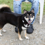 黒柴ウニちゃん2歳