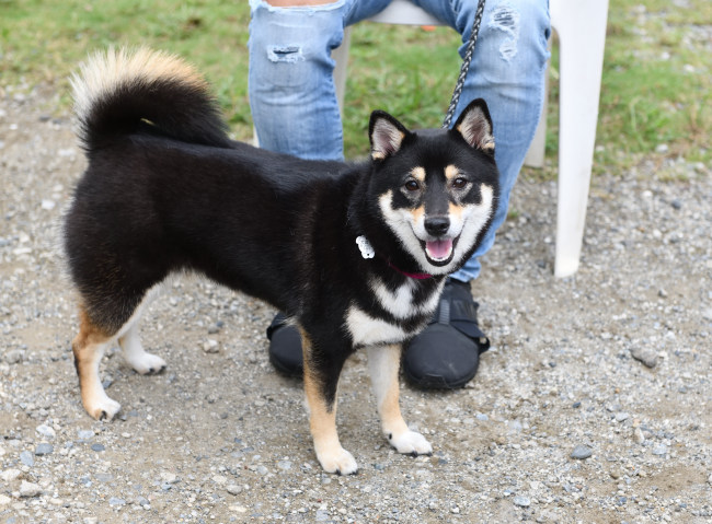 黒柴ウニちゃん2歳