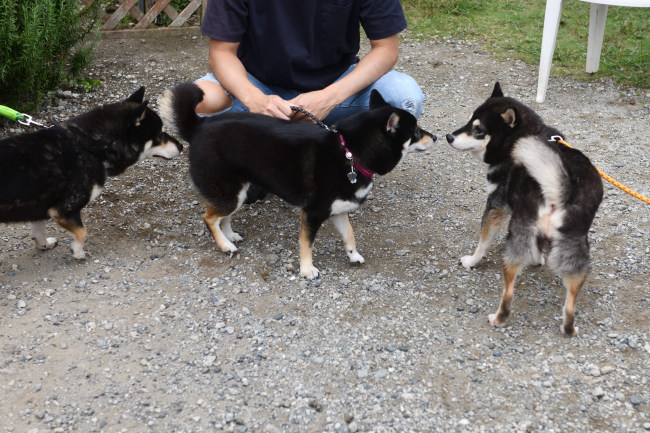 お母さんの黒柴チコちゃんとウニちゃん
