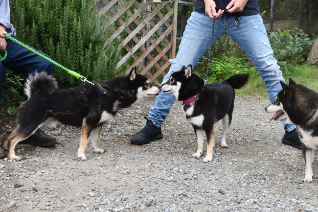 黒柴お父さんと鼻キッス