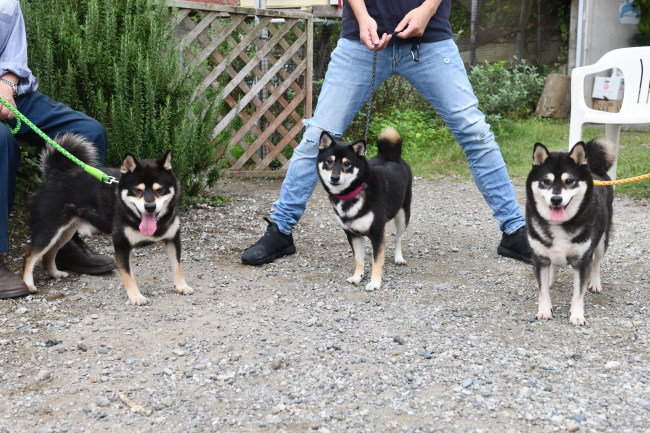 柴犬親子で記念撮影