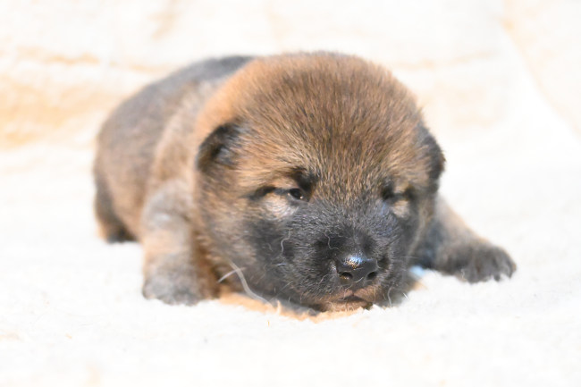 目が開いたばかりの柴犬オスの子犬