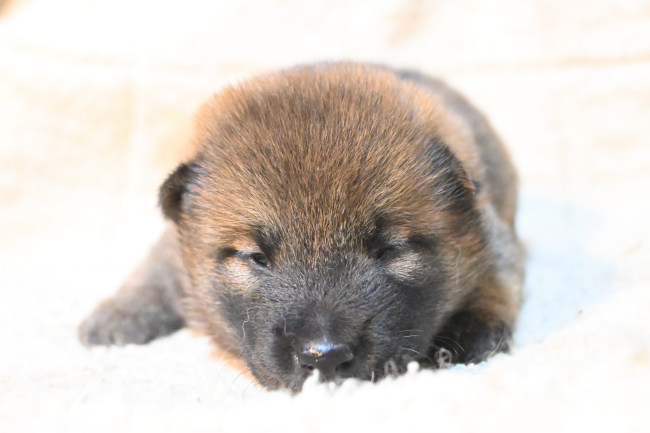 目が開いたばかりの柴犬オスの子犬