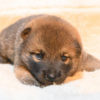 生後19日目の柴犬の子犬