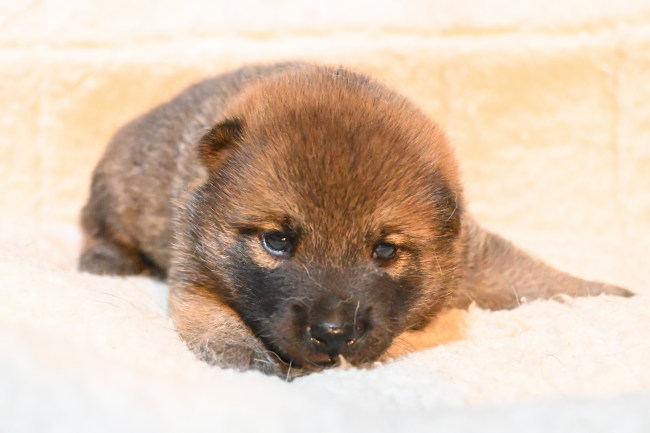 生後19日目の柴犬の子犬