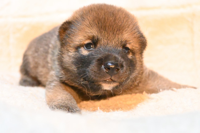 生後19日目の柴犬の子犬