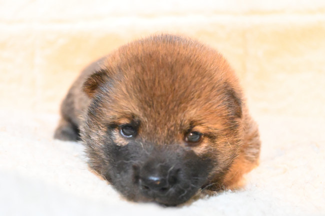 生後19日目の柴犬の子犬