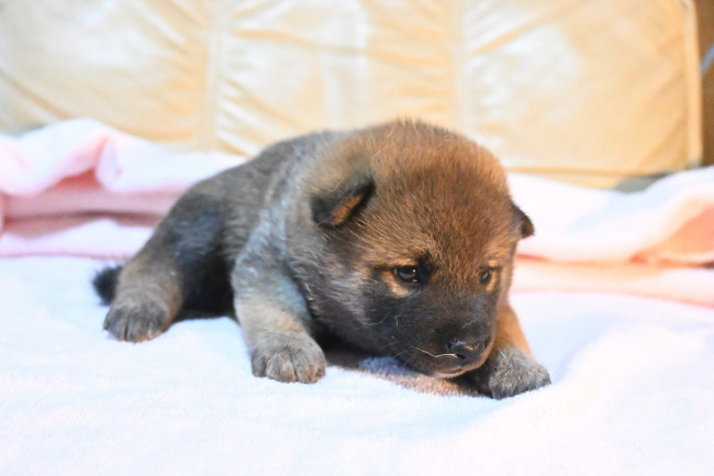 生後22日目の柴犬の子犬