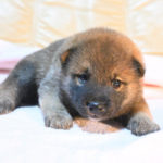 生後22日目の柴犬の子犬