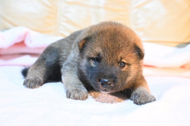 生後22日目の柴犬の子犬