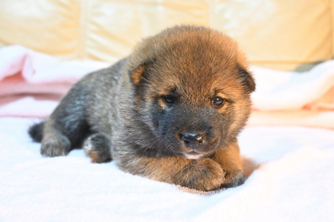 生後22日目の柴犬の子犬