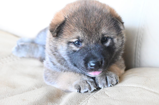 生後26日目の柴犬の子犬