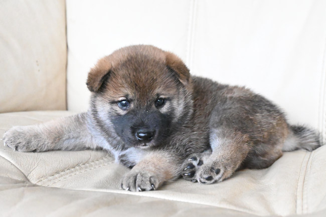 生後29日目の柴犬オスの子犬