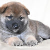 生後29日目の柴犬オスの子犬