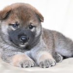 生後29日目の柴犬オスの子犬