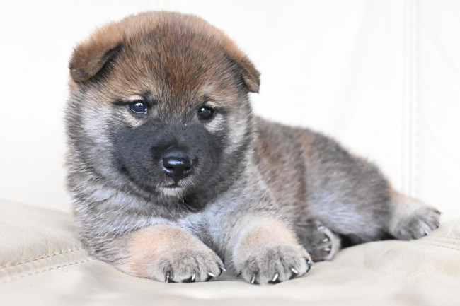 生後29日目の柴犬オスの子犬