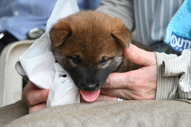 柴犬の子犬の見学会です（9月14日）