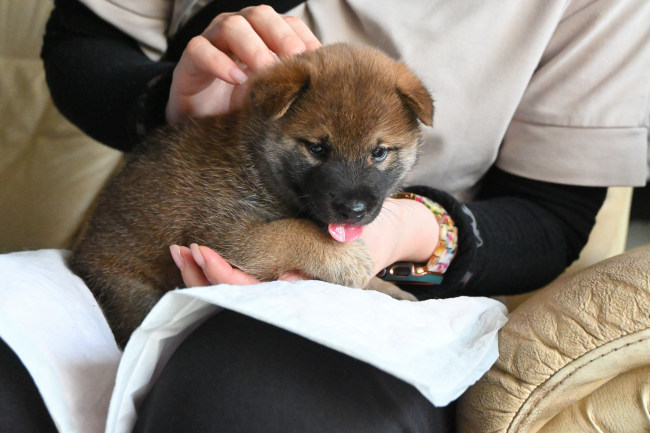 柴犬の子犬の見学会です（9月14日）