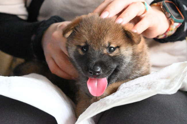 柴犬の子犬の見学会です（9月14日）