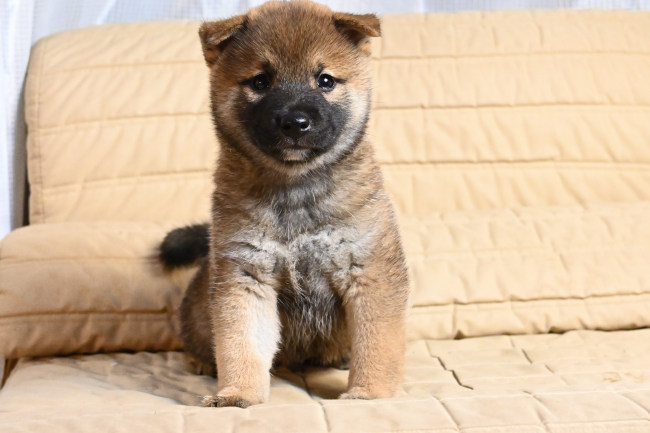 生後37日目の柴犬オスの子犬