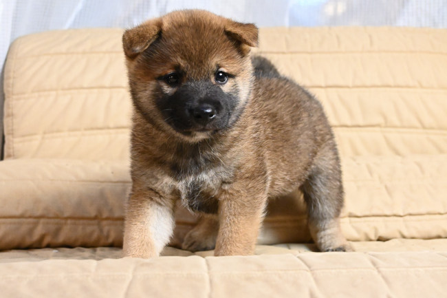 生後37日目の柴犬オスの子犬