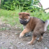 生後39日目のオスの柴犬の子犬