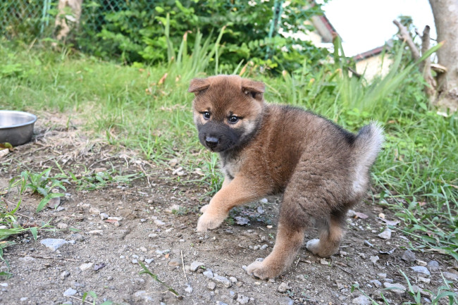 生後39日目のオスの柴犬の子犬