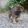 生後41日目の柴犬の子犬