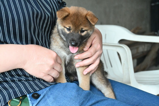 飼い主様に抱っこされる柴犬健君