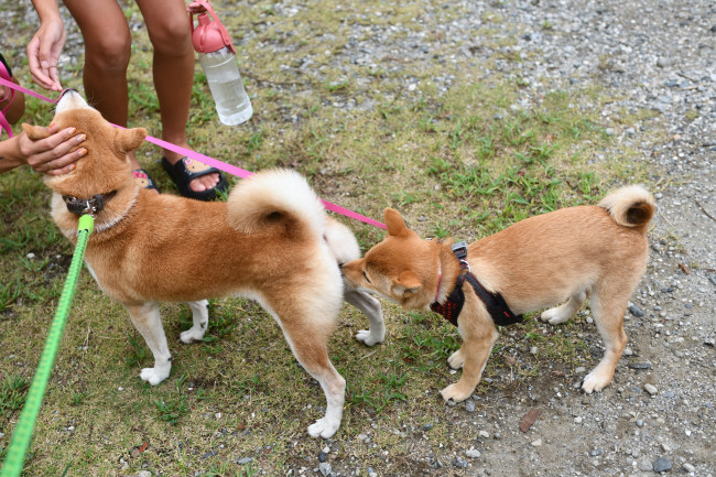 柴犬ムギと娘の翠ちゃんの再会