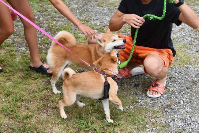 柴犬ムギと娘の翠ちゃんの再会