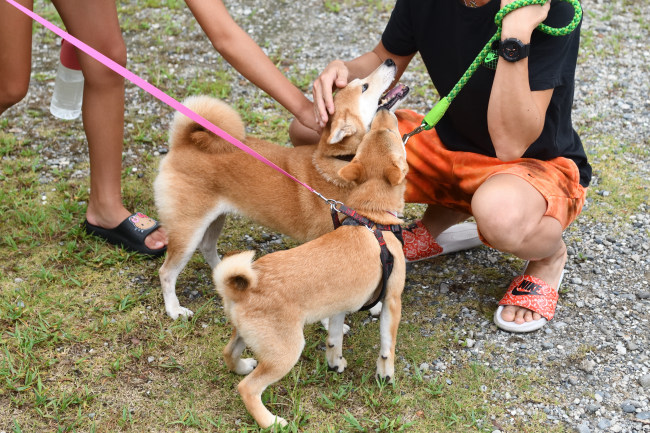 柴犬ムギと娘の翠ちゃんの再会