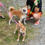 柴犬ムギと娘の翠ちゃんの再会