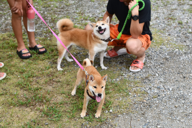 柴犬ムギと娘の翠ちゃんの再会