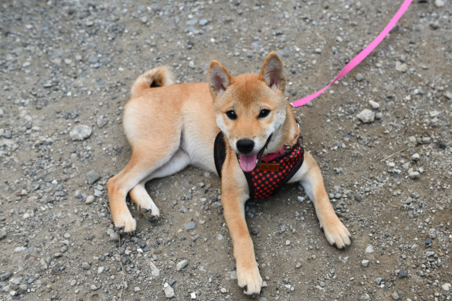 生後4か月の柴犬翠ちゃん