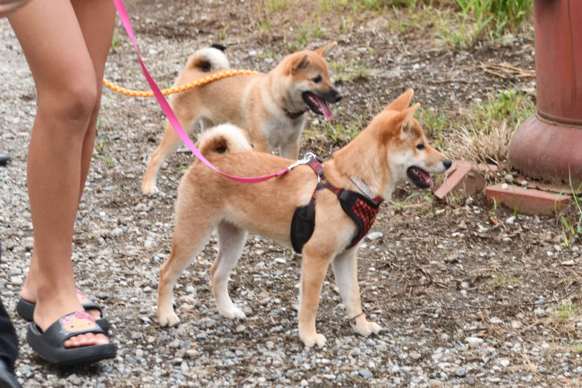 美鈴の子の5月24日生まれのメスの子犬（鈴夏ちゃん）
