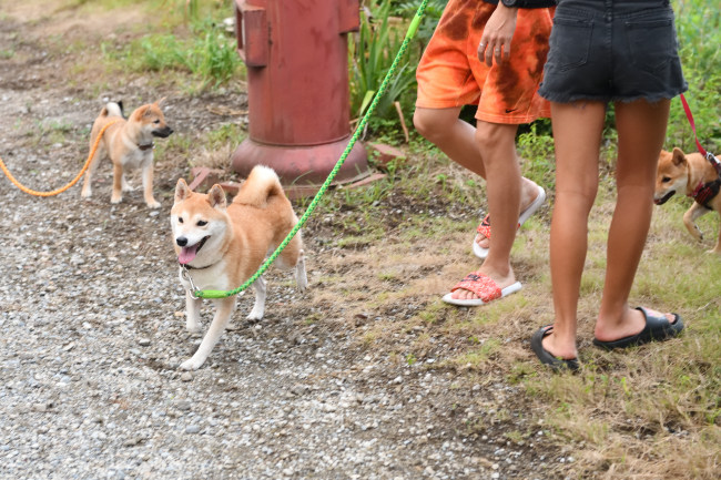 遊びまわる柴犬たち