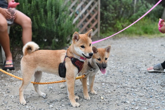 美鈴の子の5月24日生まれのメスの子犬（鈴夏ちゃん）