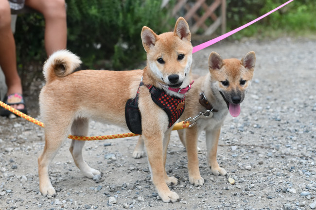 美鈴の子の5月24日生まれのメスの子犬（鈴夏ちゃん）