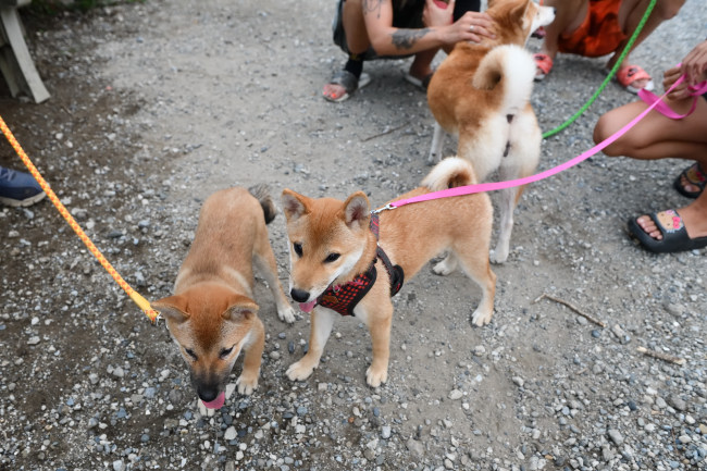 遊びまわる柴犬たち
