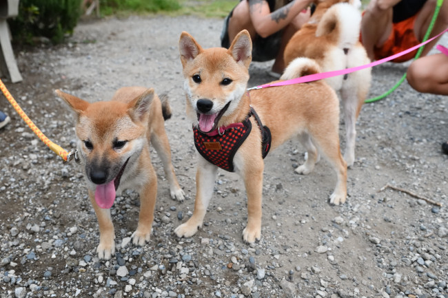 美鈴の子の5月24日生まれのメスの子犬（鈴夏ちゃん）