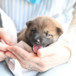 柴犬の子犬の見学会の様子です。