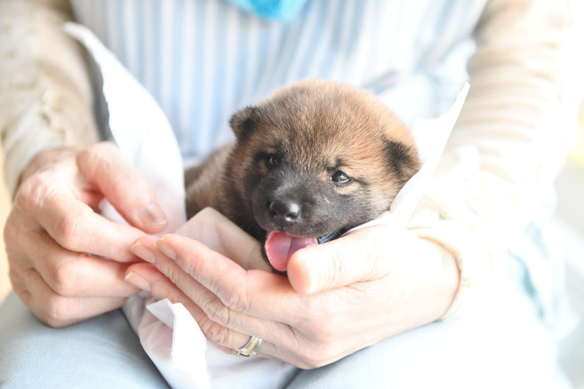 柴犬の子犬の見学会の様子です。